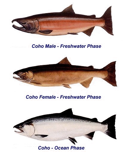 Các giống cá hồi trên thế giới