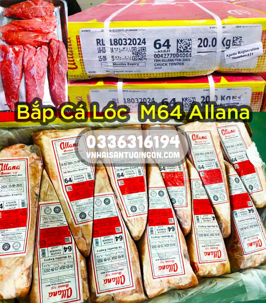 Bắp Cá Lóc M64 Allana