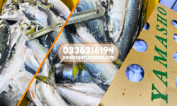 Saba Nhật Yamasho size 400-700, thùng 15kg