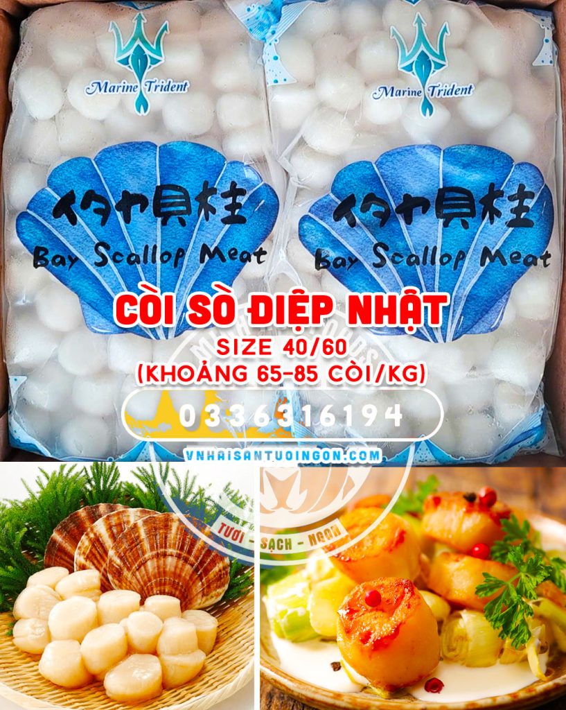 Còi Sò Điệp Nhật size 40/60