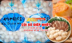 Còi Sò Điệp Nhật size 40/60