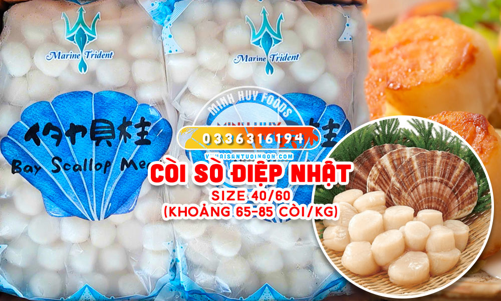 Còi Sò Điệp Nhật size 40/60