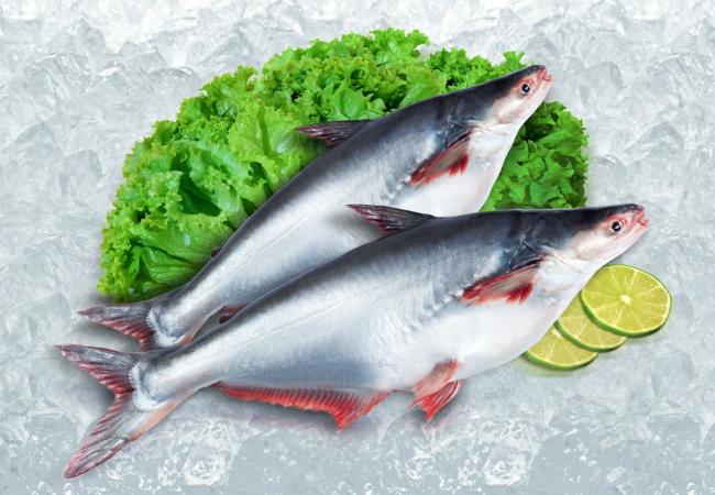 Cá basa nguyên con tươi mới bắt lên từ bè nuôi cá ở miền Tây Việt Nam